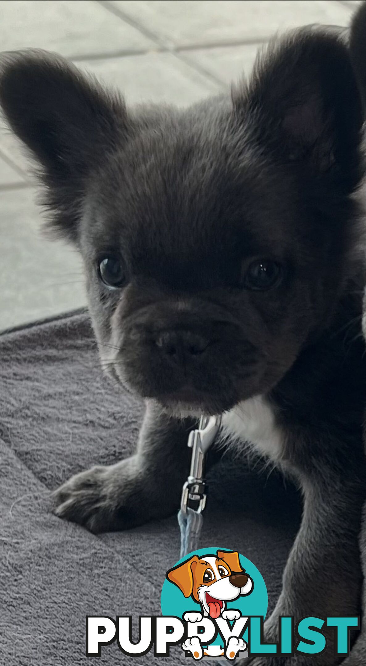 Fluffy &amp;amp; Sleek Blue &amp;amp; lilac French Bulldog Puppies