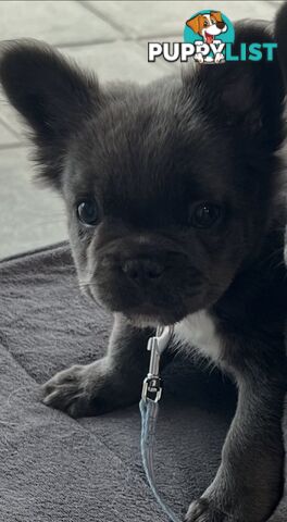 Fluffy &amp;amp; Sleek Blue &amp;amp; lilac French Bulldog Puppies