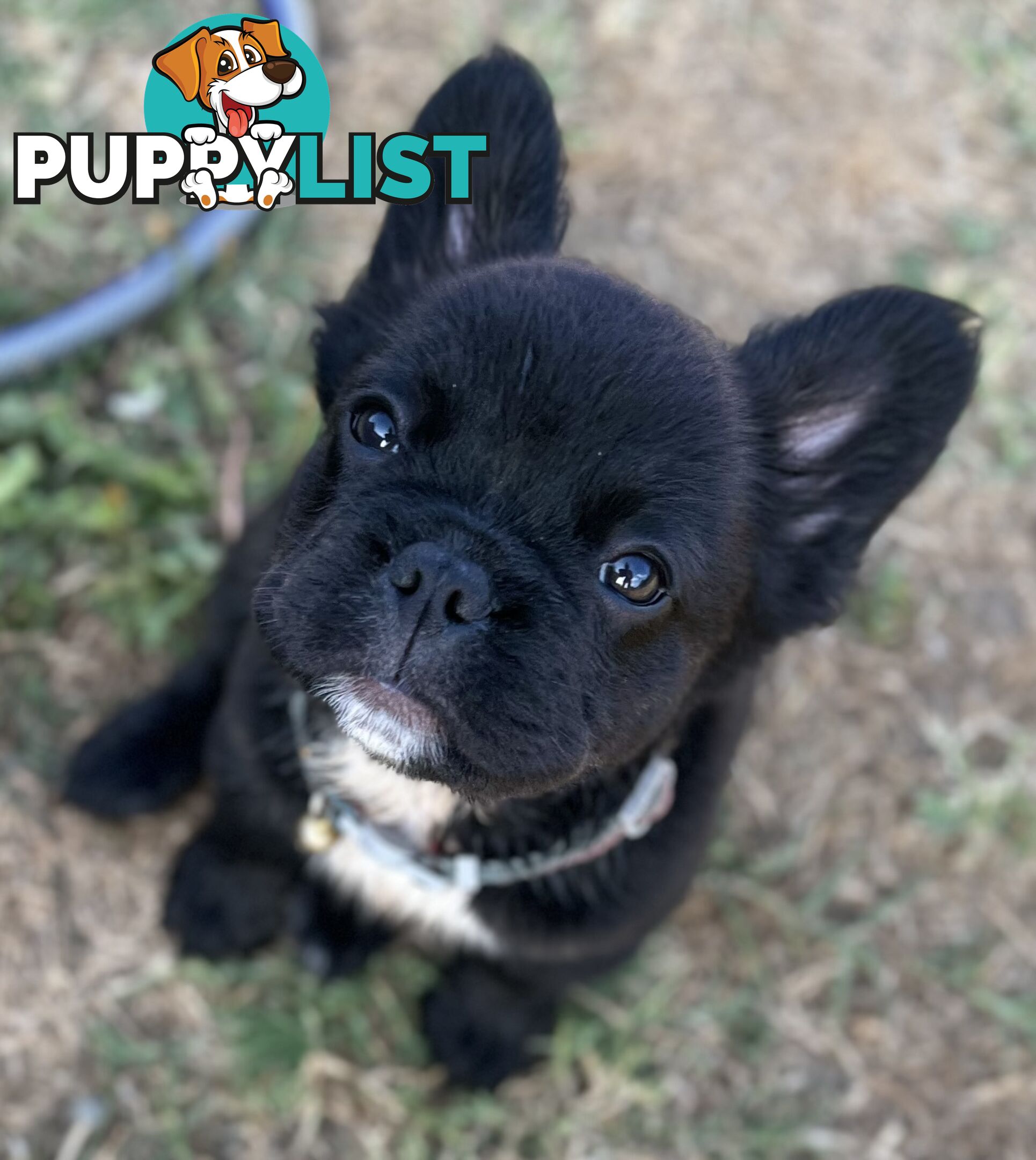 Fluffy &amp;amp; Sleek Blue &amp;amp; lilac French Bulldog Puppies