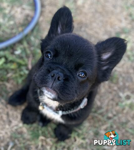 Fluffy &amp;amp; Sleek Blue &amp;amp; lilac French Bulldog Puppies