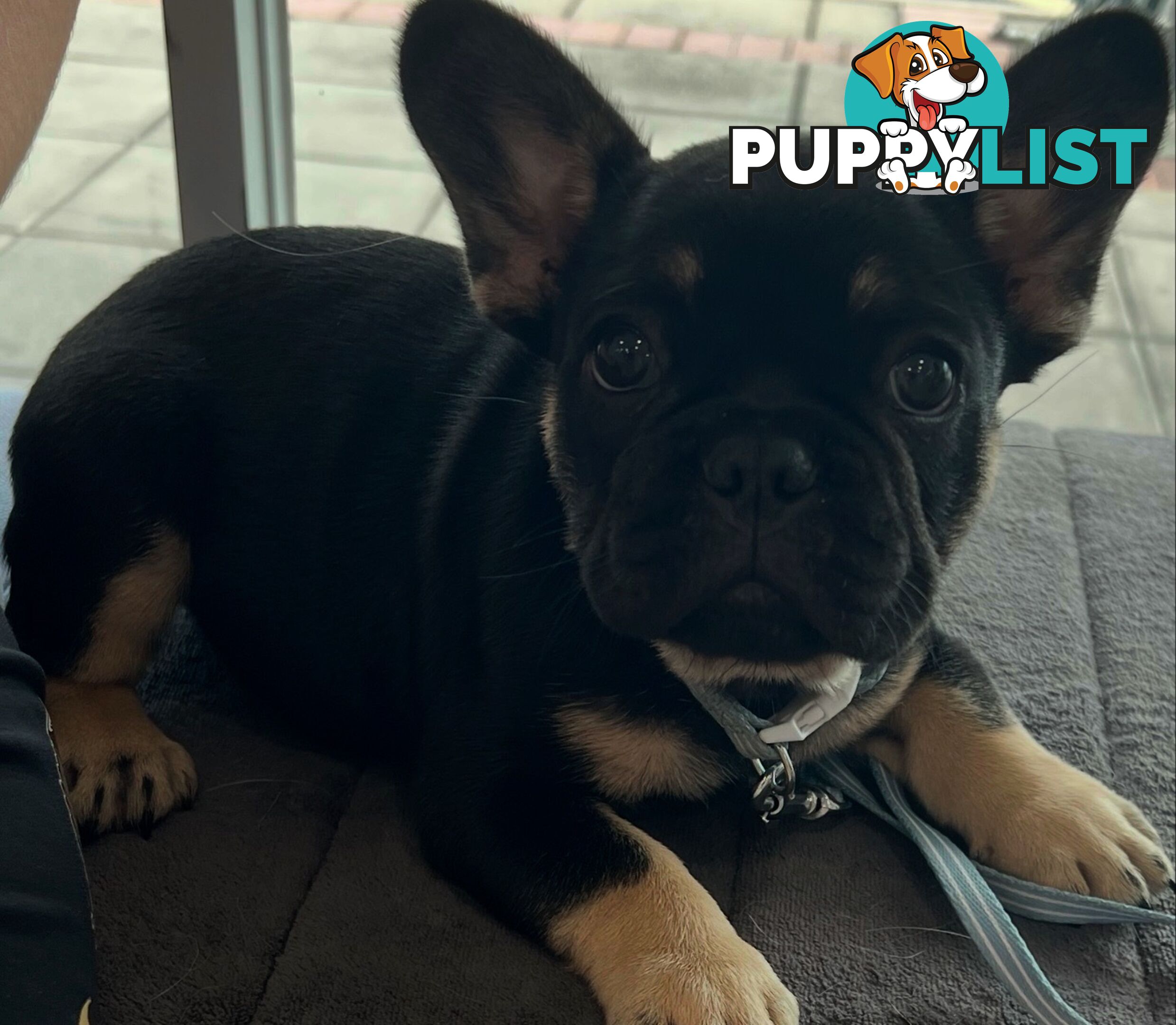 Fluffy &amp;amp; Sleek Blue &amp;amp; lilac French Bulldog Puppies