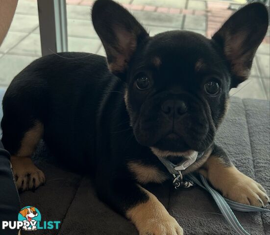 Fluffy &amp;amp; Sleek Blue &amp;amp; lilac French Bulldog Puppies