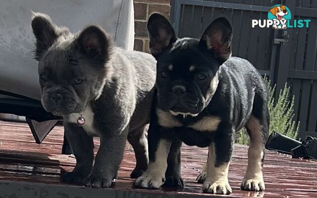 Blue, Lilac, Black and Tan/Chocolate Fluffy and Sleek coat French Bulldogs