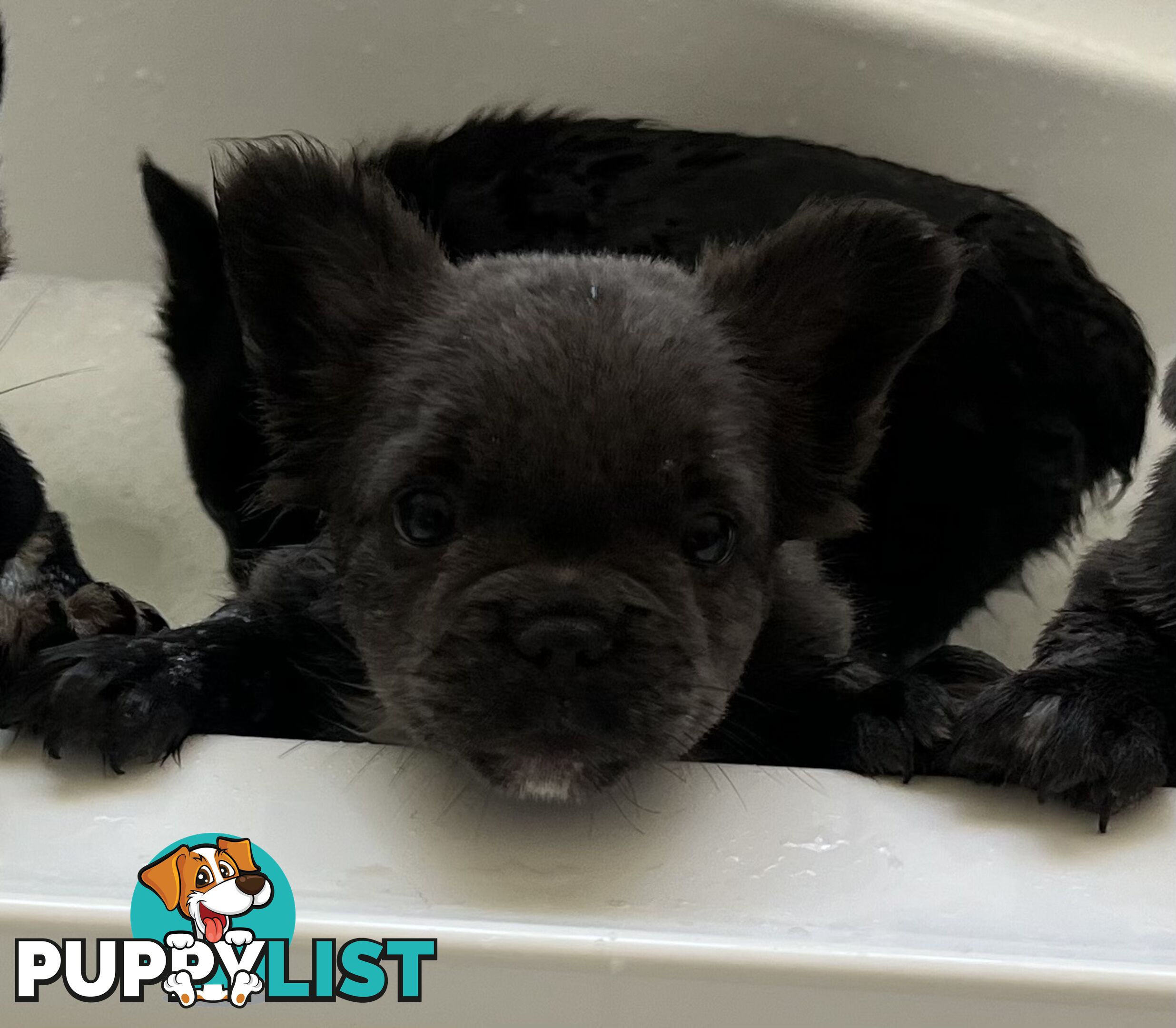 Fluffy &amp;amp; Sleek Blue &amp;amp; lilac French Bulldog Puppies