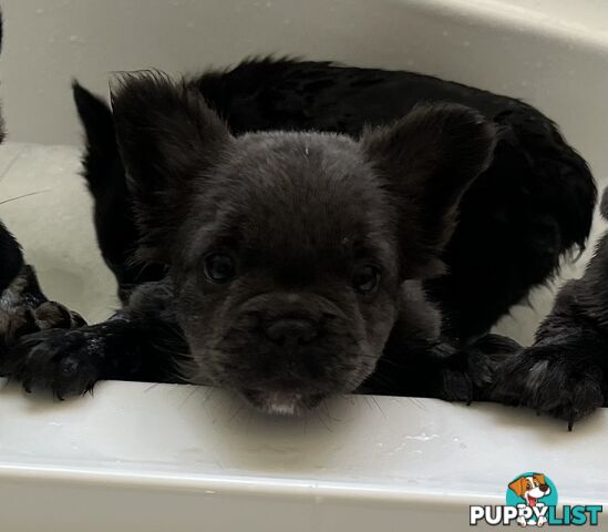 Fluffy &amp;amp; Sleek Blue &amp;amp; lilac French Bulldog Puppies