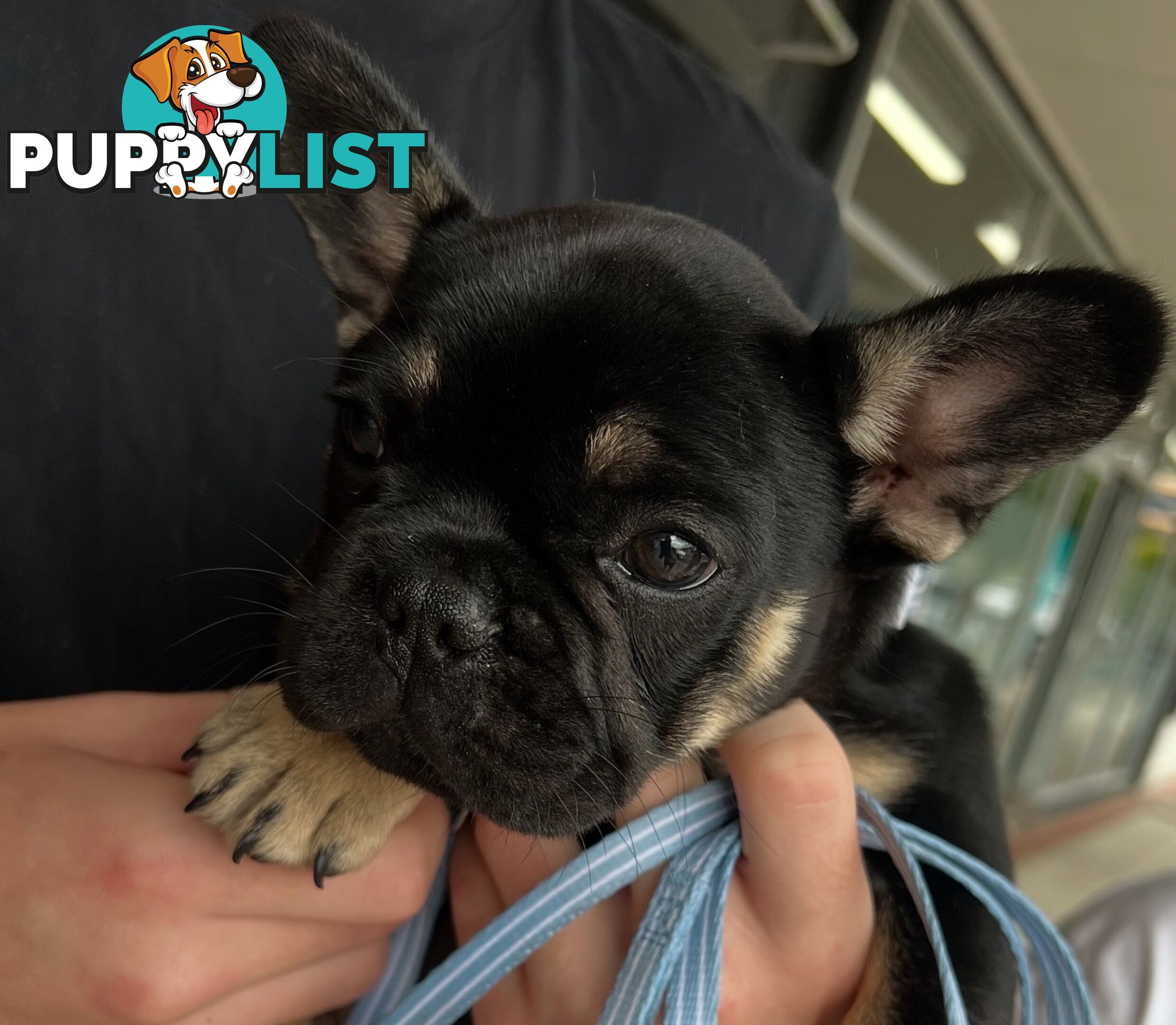 Fluffy &amp;amp; Sleek Blue &amp;amp; lilac French Bulldog Puppies