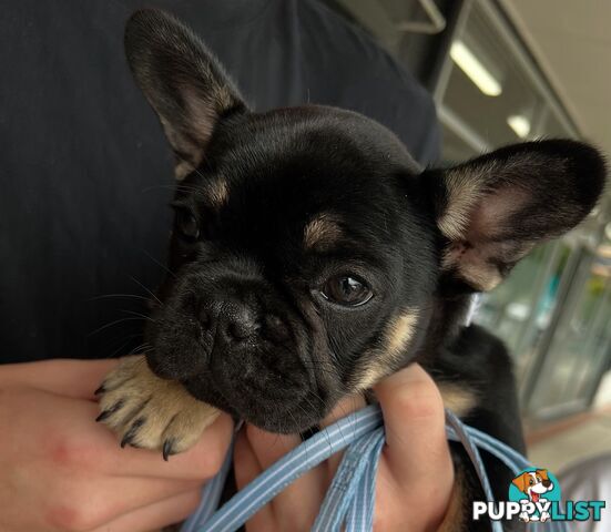 Fluffy &amp;amp; Sleek Blue &amp;amp; lilac French Bulldog Puppies