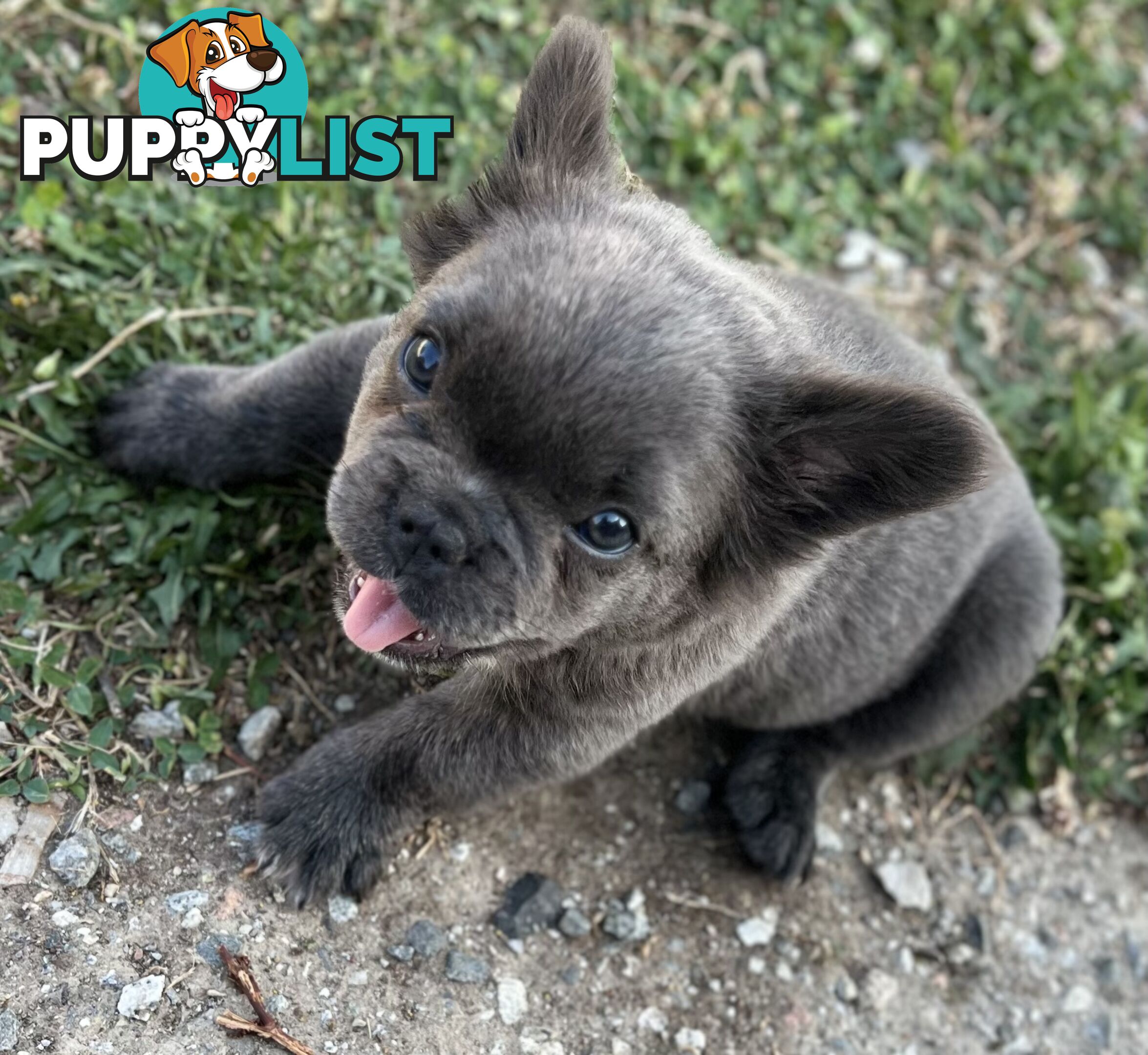 Fluffy &amp;amp; Sleek Blue &amp;amp; lilac French Bulldog Puppies