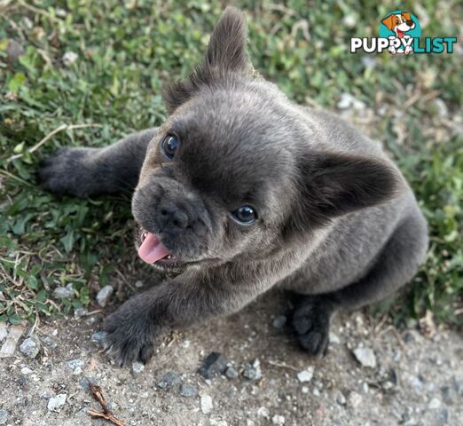 Fluffy &amp;amp; Sleek Blue &amp;amp; lilac French Bulldog Puppies