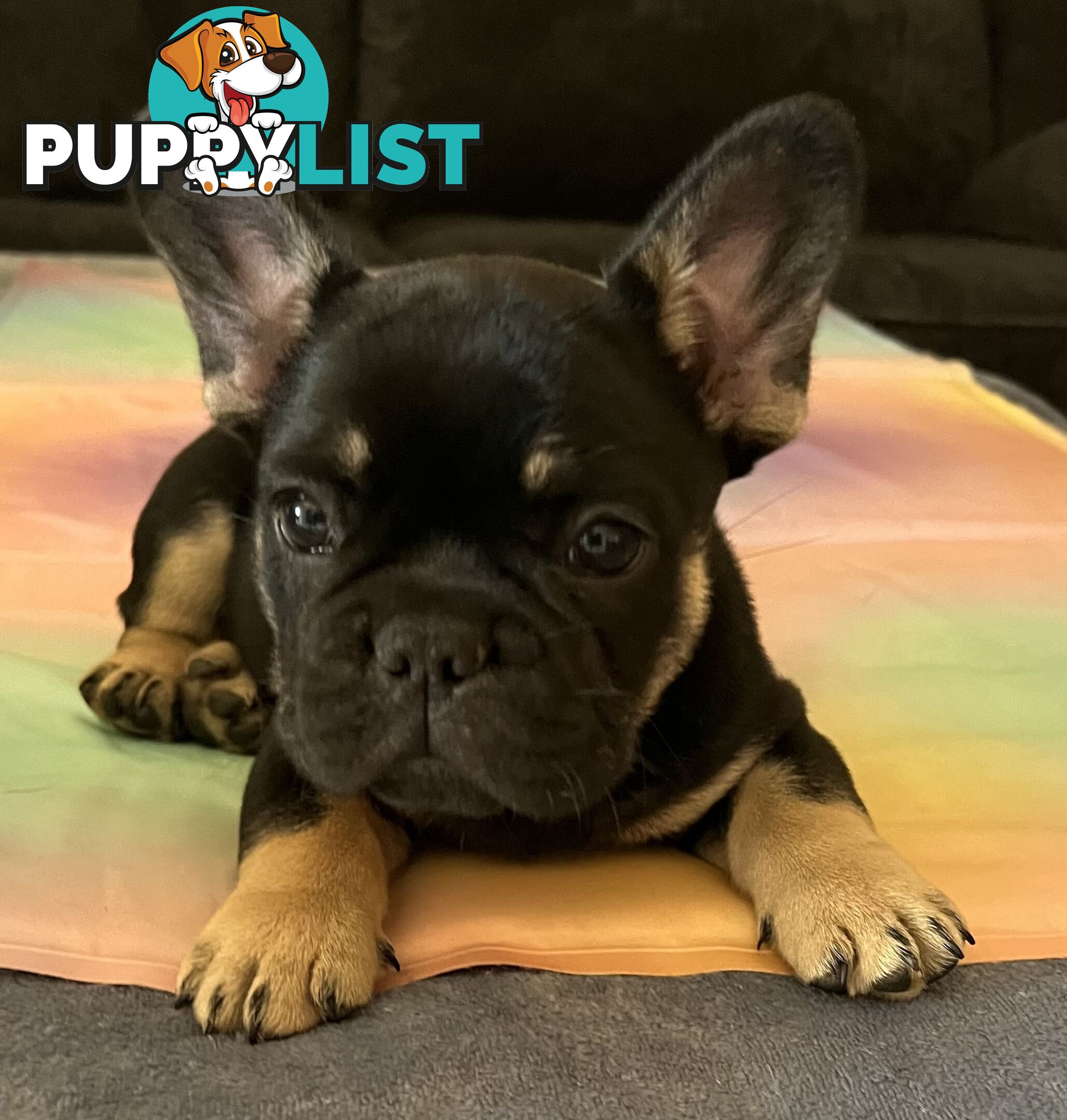 Fluffy &amp;amp; Sleek Blue &amp;amp; lilac French Bulldog Puppies