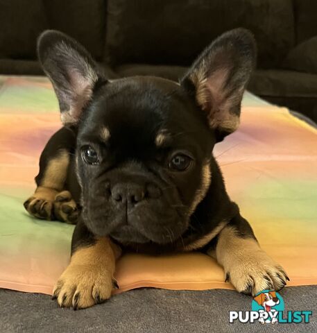 Fluffy &amp;amp; Sleek Blue &amp;amp; lilac French Bulldog Puppies