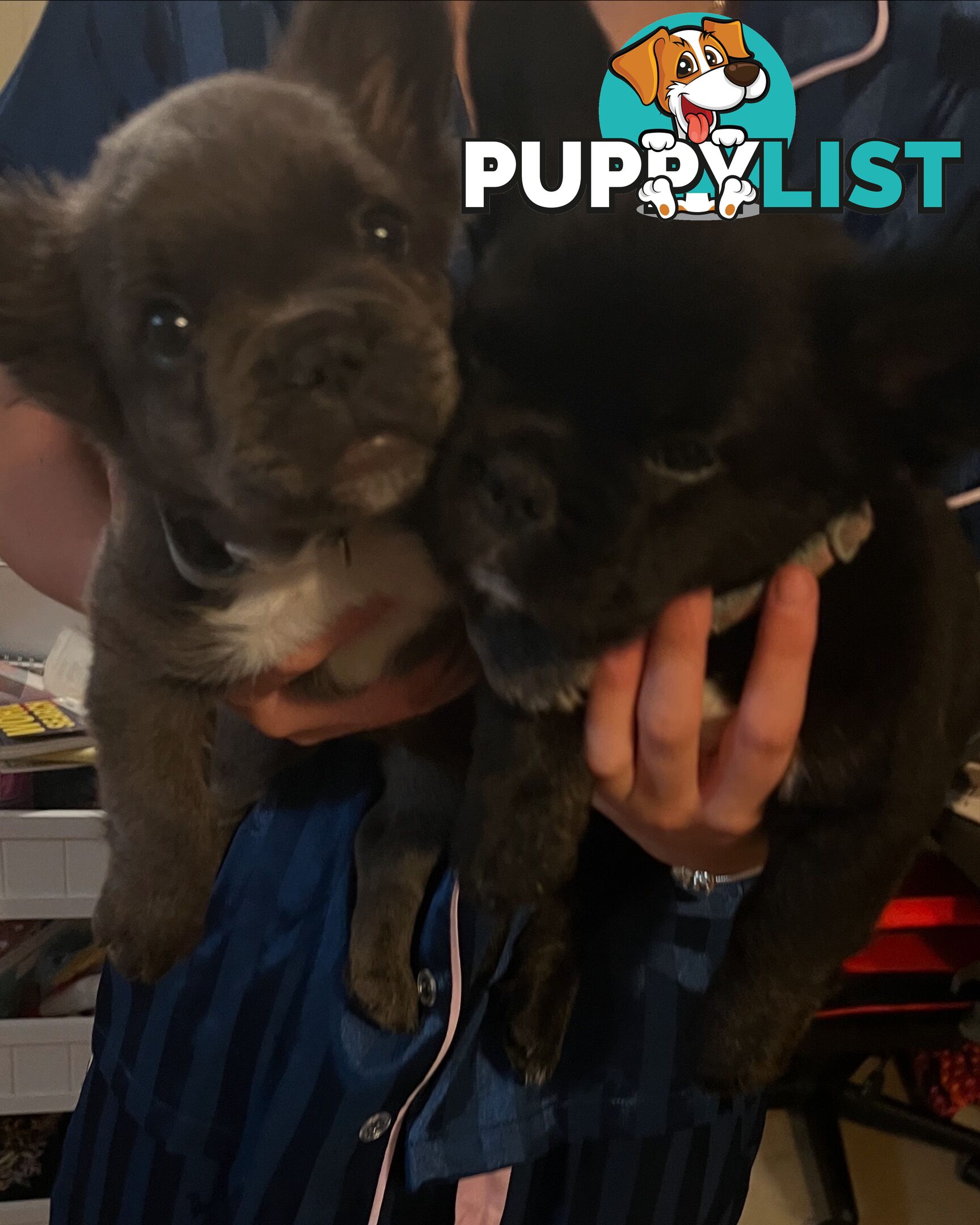 Fluffy &amp;amp; Sleek Blue &amp;amp; lilac French Bulldog Puppies