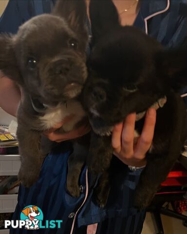 Fluffy &amp;amp; Sleek Blue &amp;amp; lilac French Bulldog Puppies