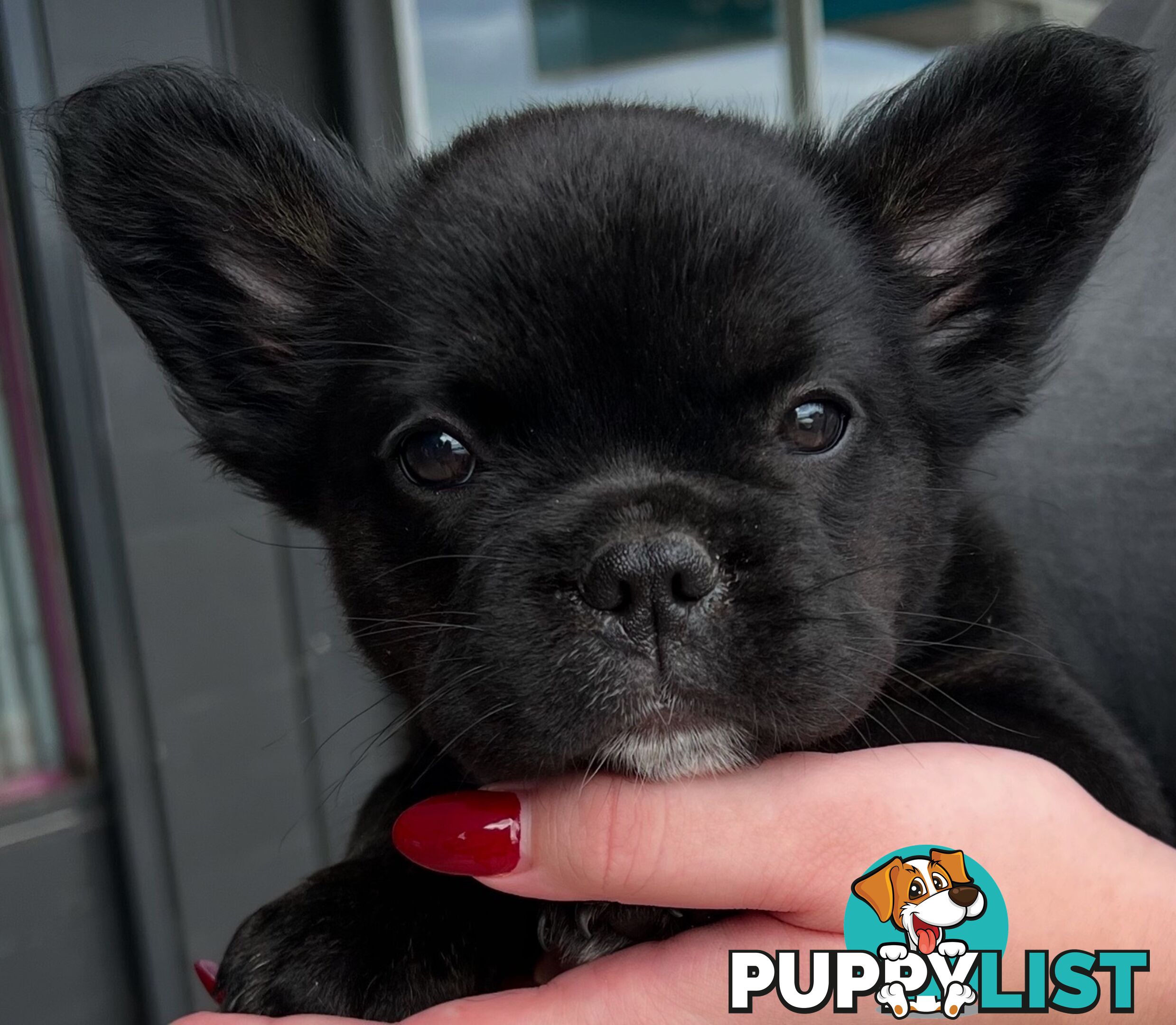 Fluffy &amp;amp; Sleek Blue &amp;amp; lilac French Bulldog Puppies