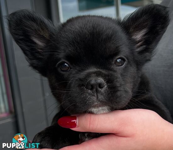 Fluffy &amp;amp; Sleek Blue &amp;amp; lilac French Bulldog Puppies