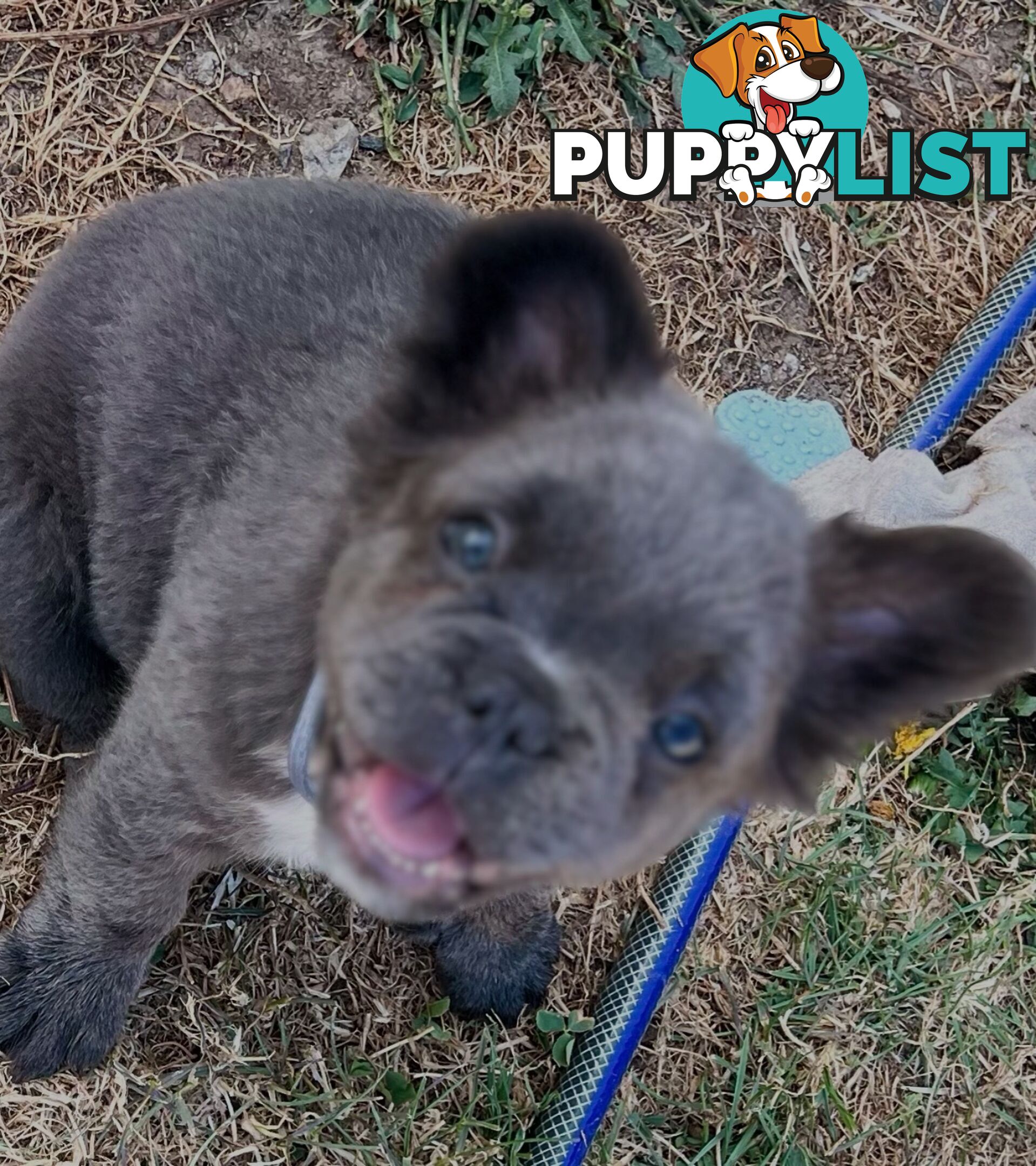 Fluffy &amp;amp; Sleek Blue &amp;amp; lilac French Bulldog Puppies