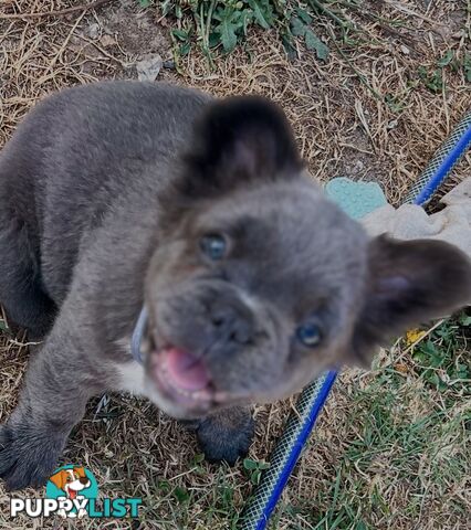 Fluffy &amp;amp; Sleek Blue &amp;amp; lilac French Bulldog Puppies