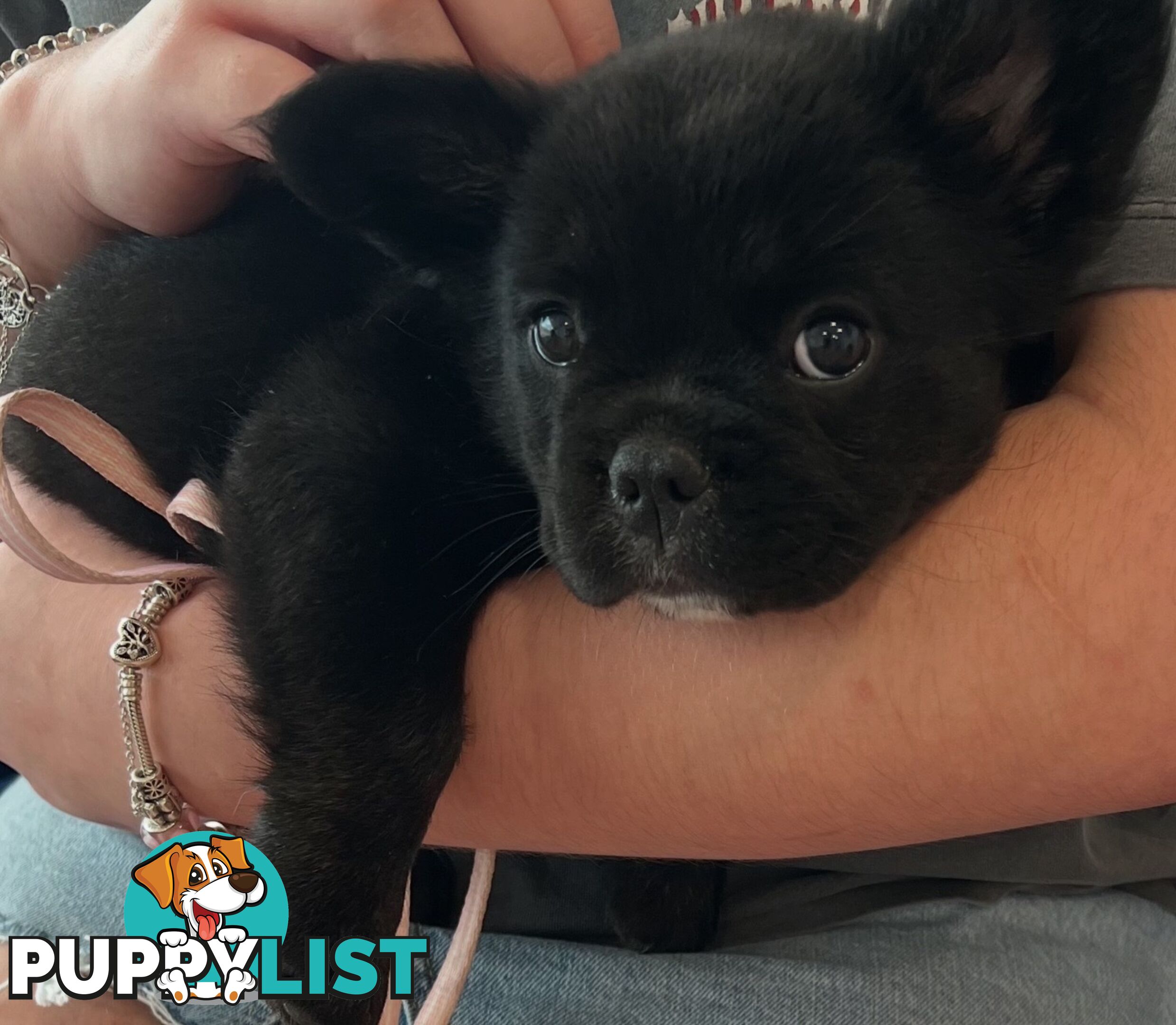 Fluffy &amp;amp; Sleek Blue &amp;amp; lilac French Bulldog Puppies