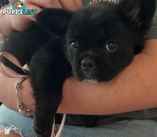 Fluffy &amp;amp; Sleek Blue &amp;amp; lilac French Bulldog Puppies