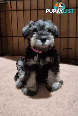 Pure Bred minature Schnauzer Puppies