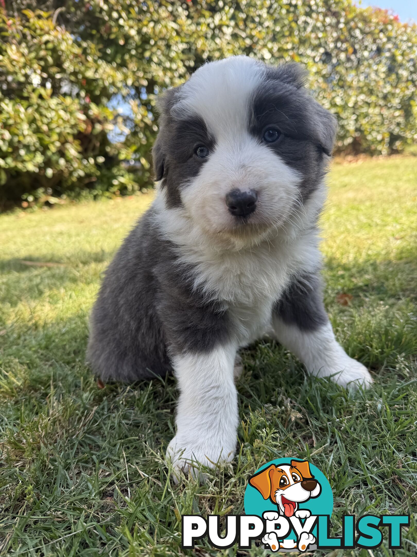 4 PUREBRED BORDER COLLIE PUPPIES