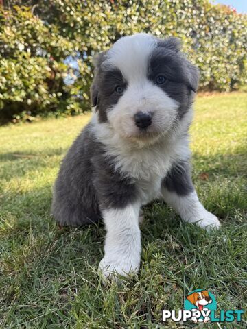 4 PUREBRED BORDER COLLIE PUPPIES