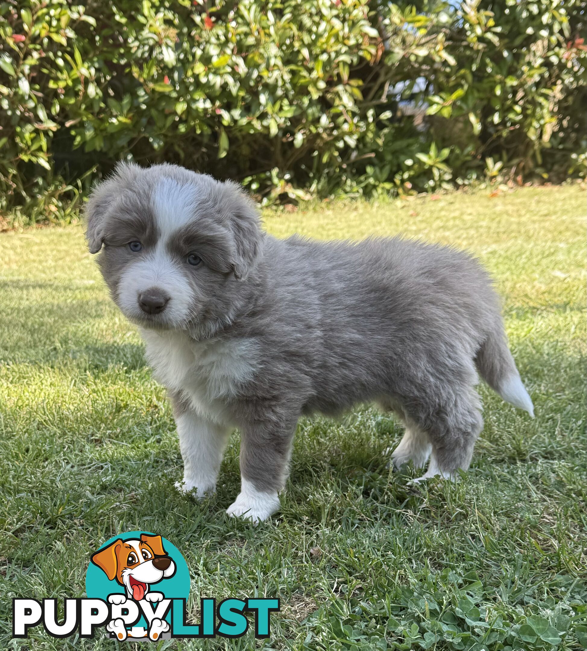 4 PUREBRED BORDER COLLIE PUPPIES