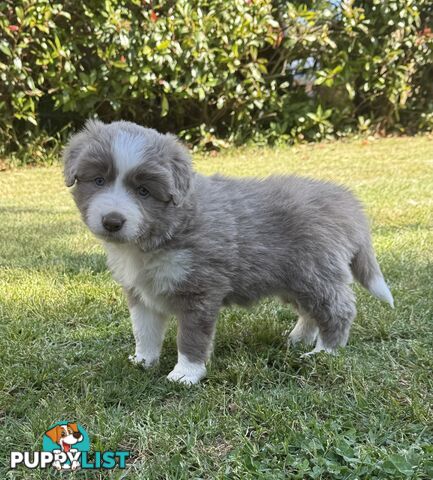 4 PUREBRED BORDER COLLIE PUPPIES