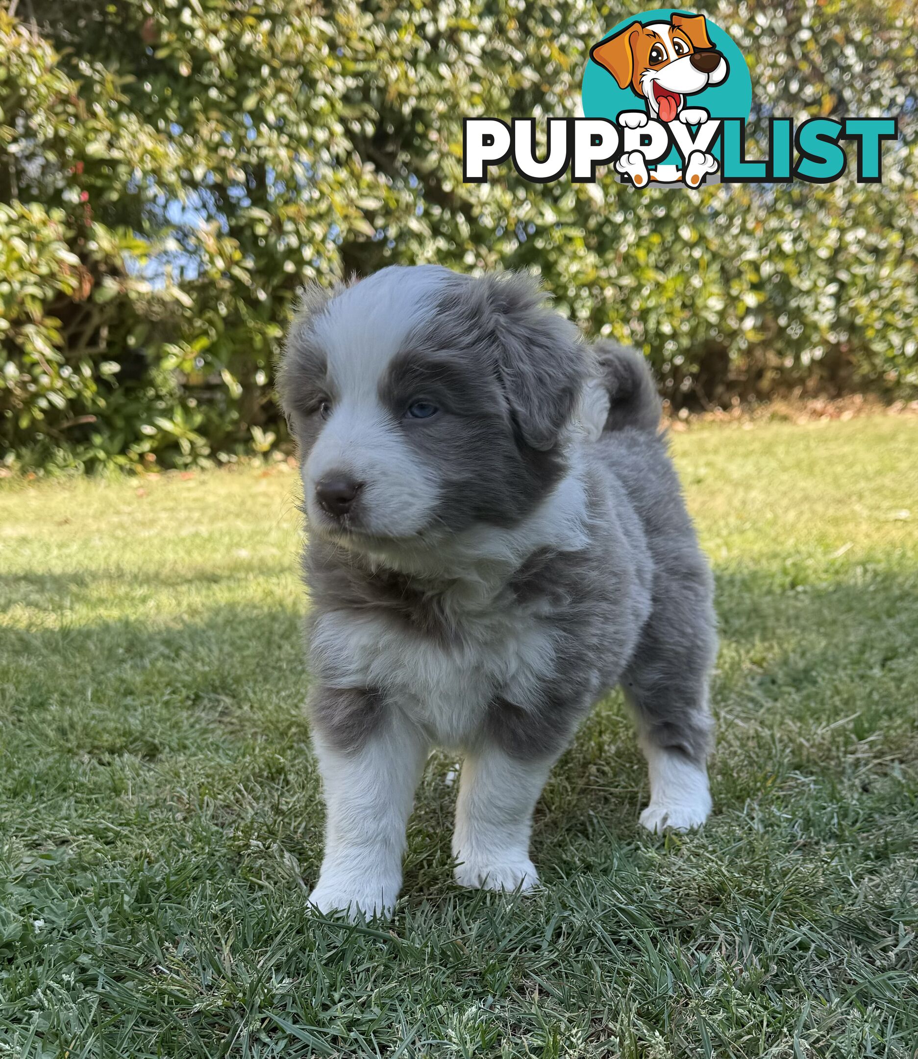 4 PUREBRED BORDER COLLIE PUPPIES