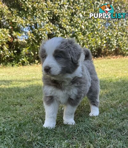 4 PUREBRED BORDER COLLIE PUPPIES