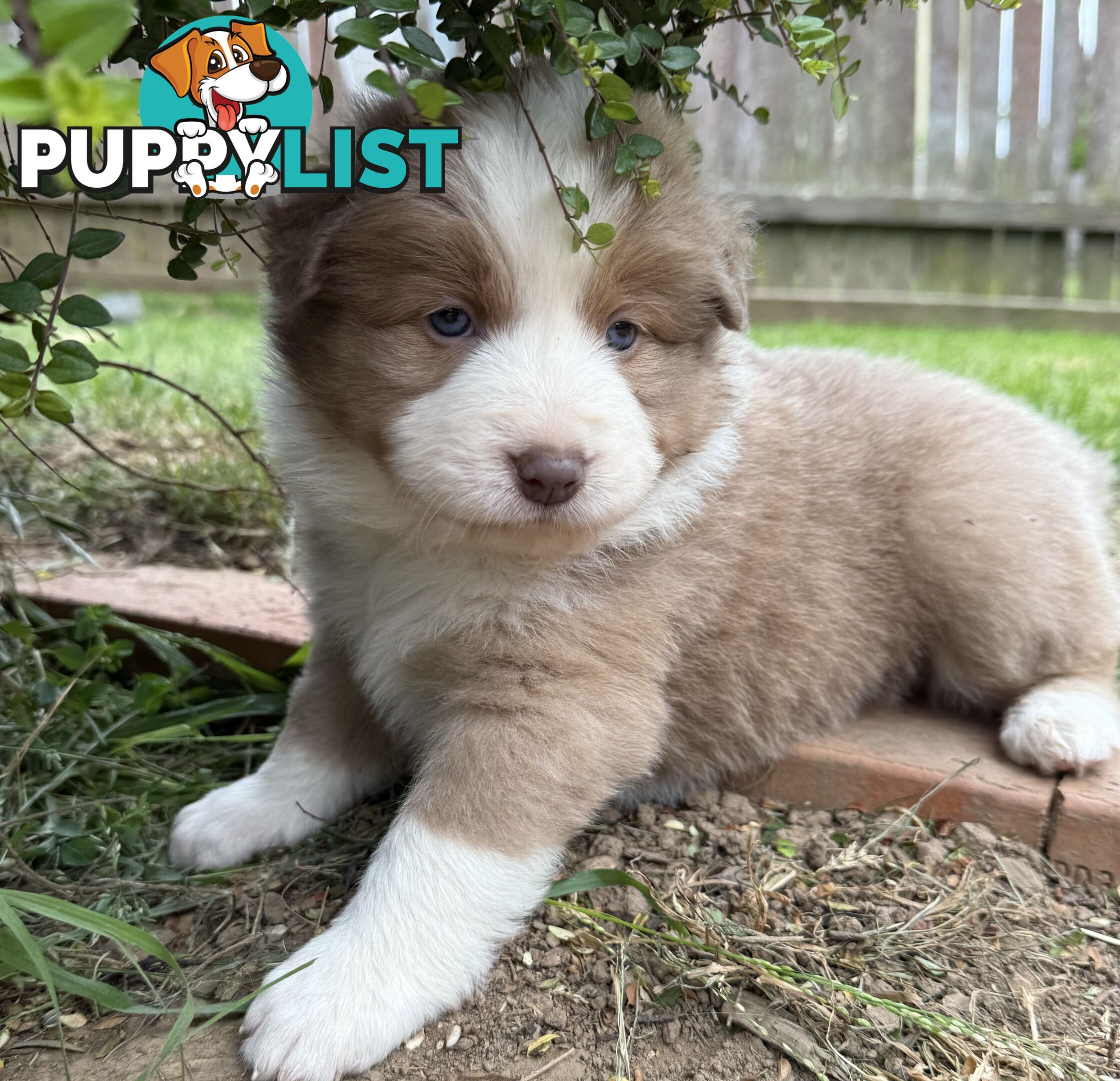 4 PUREBRED BORDER COLLIE PUPPIES