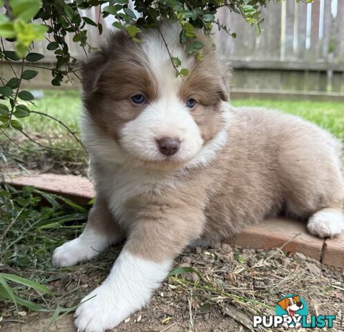 4 PUREBRED BORDER COLLIE PUPPIES