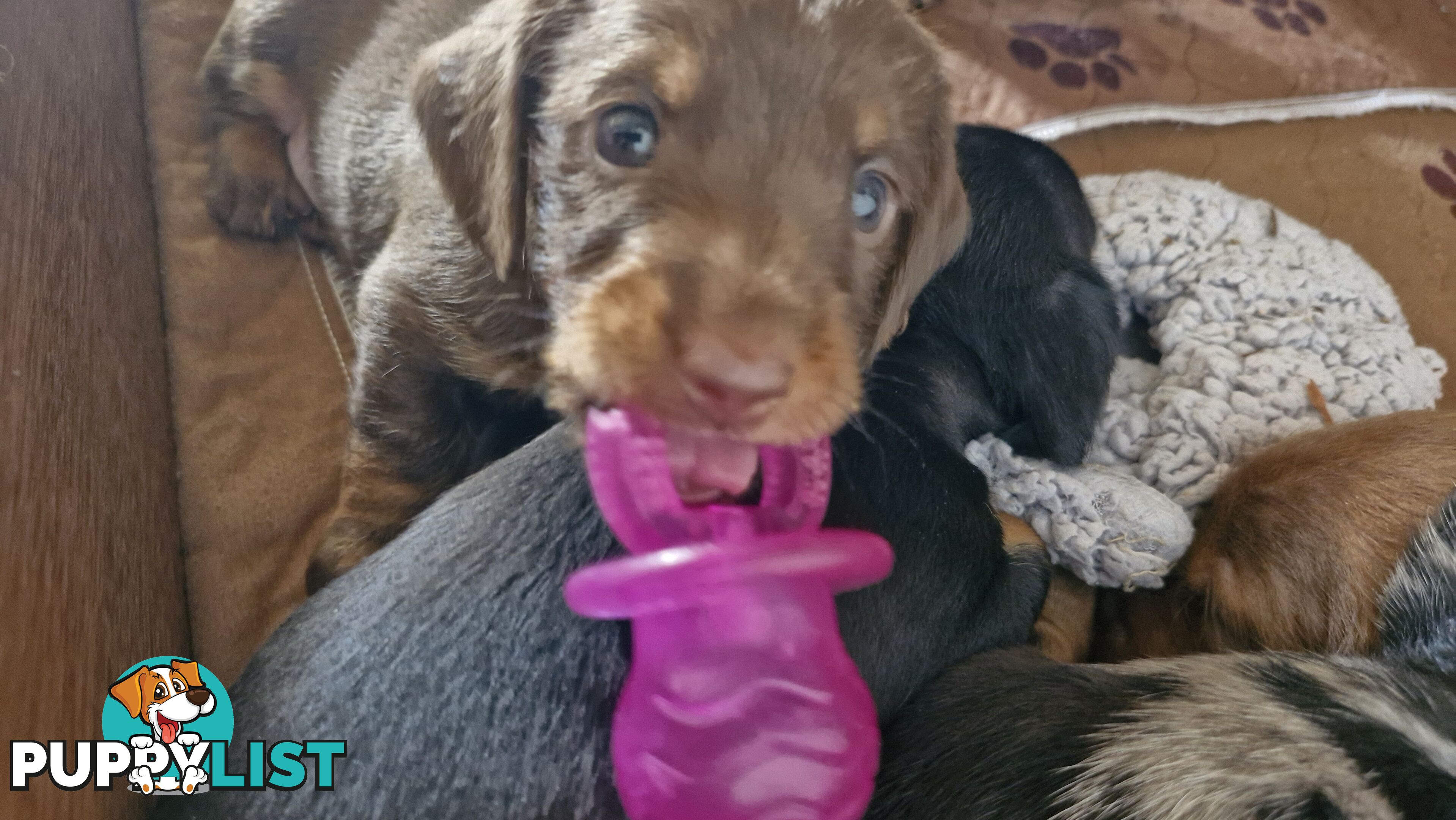 Pure pedigree miniature dachshunds