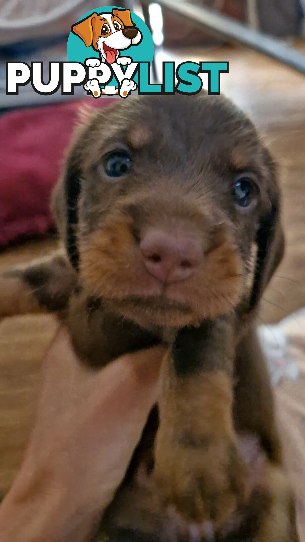 Pure pedigree miniature dachshunds