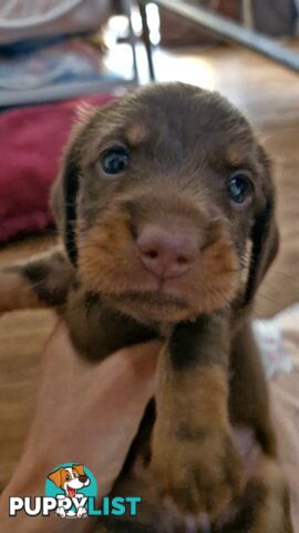 Pure pedigree miniature dachshunds