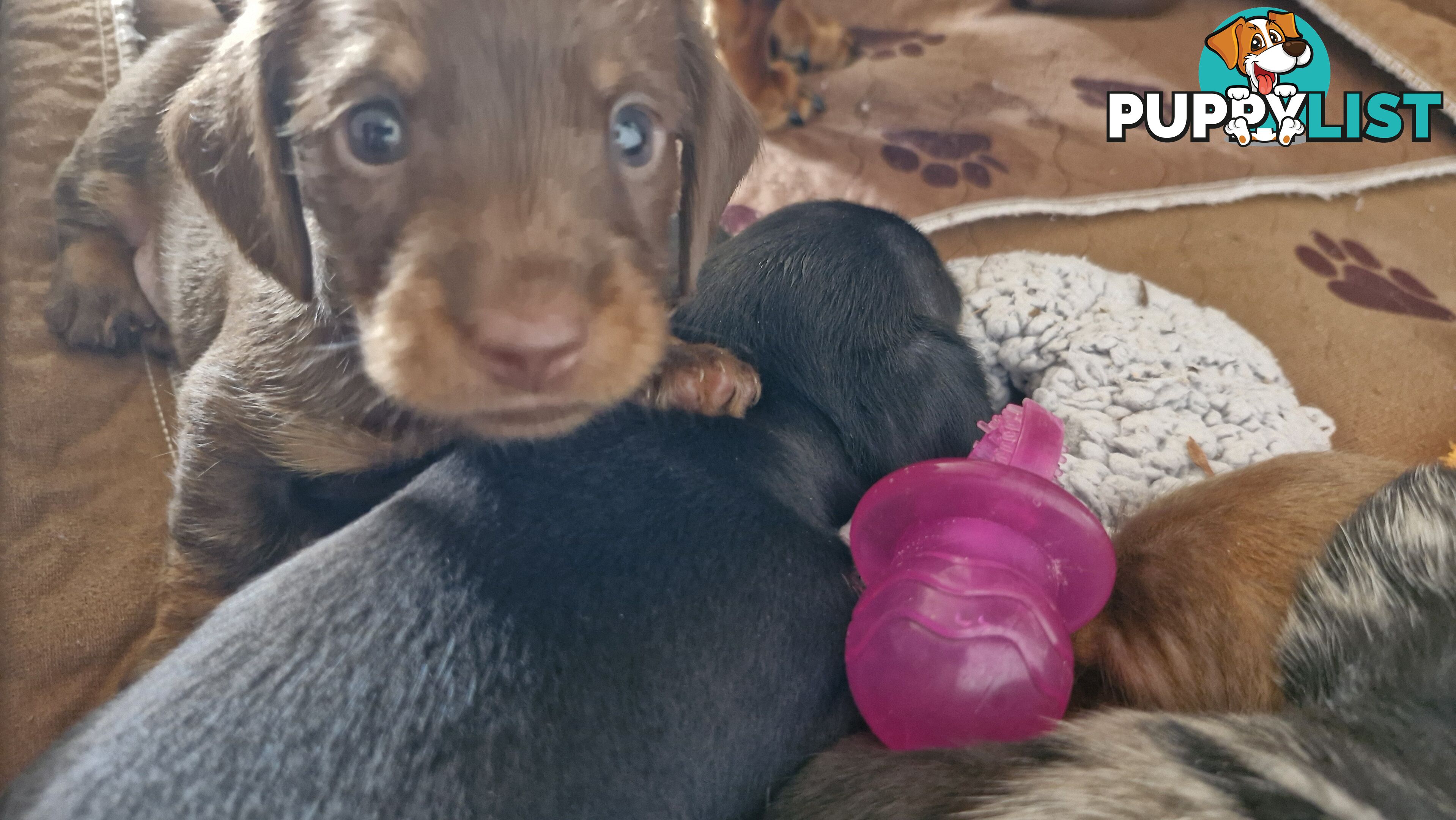 Pure pedigree miniature dachshunds