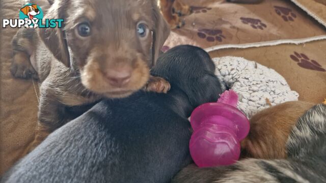 Pure pedigree miniature dachshunds