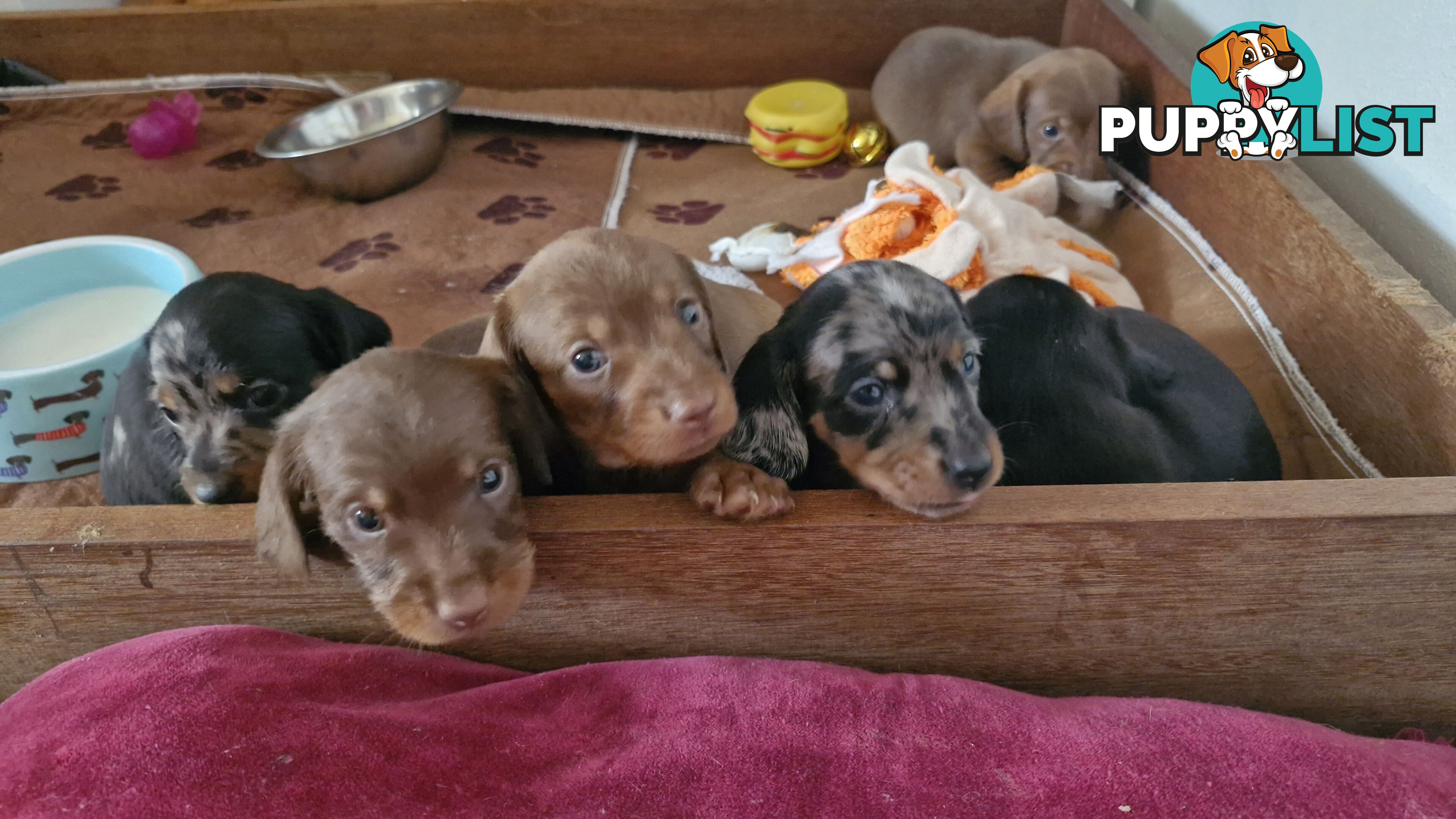 Pure pedigree miniature dachshunds