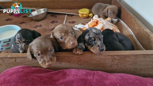 Pure pedigree miniature dachshunds