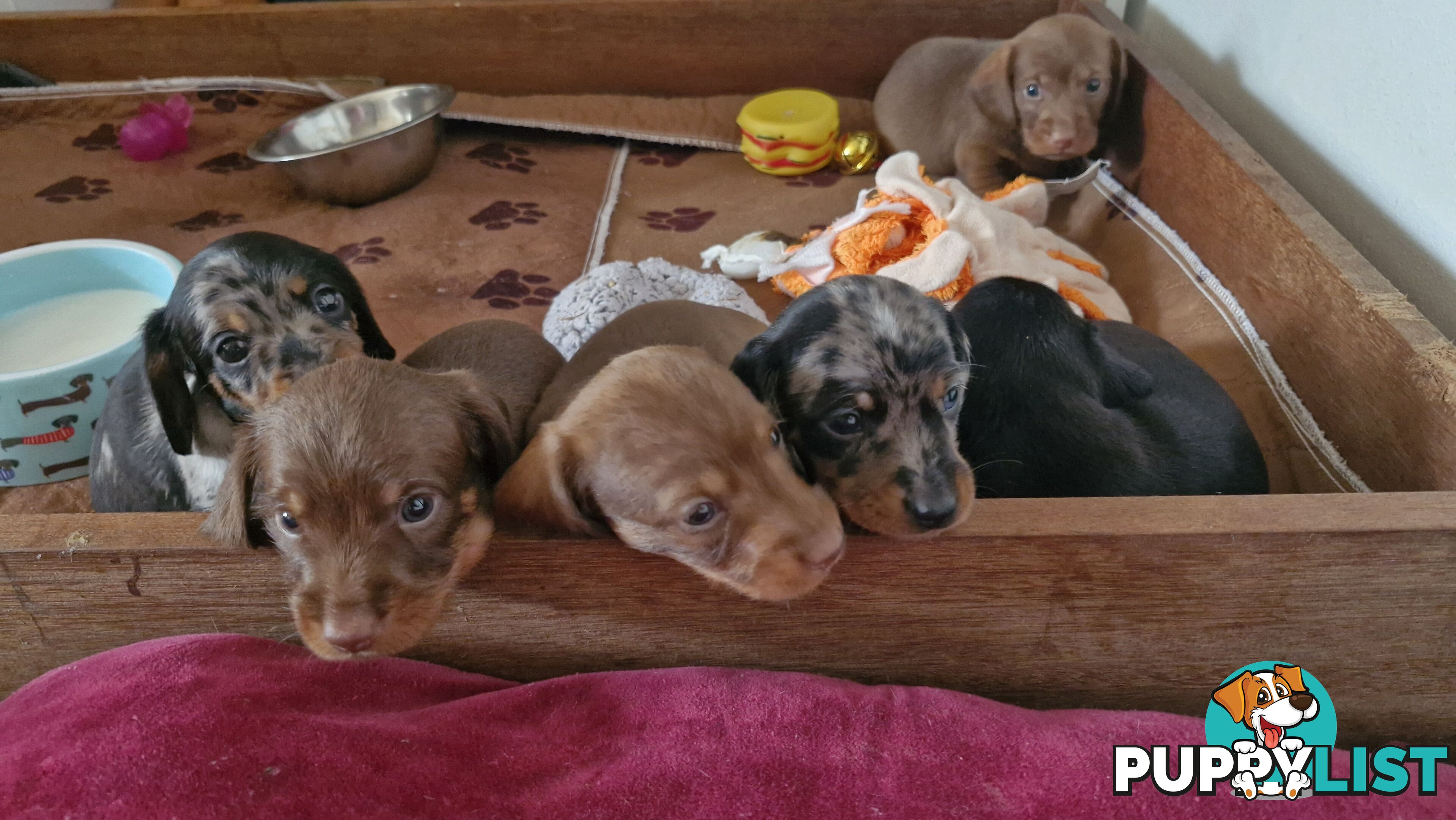 Pure pedigree miniature dachshunds