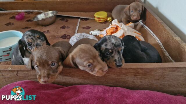 Pure pedigree miniature dachshunds