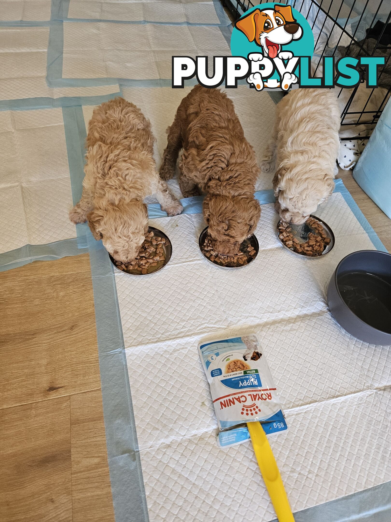 2nd Generation spoodle puppies 1girl, 2boys