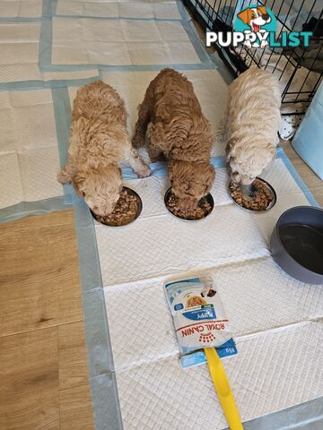 2nd Generation spoodle puppies 1girl, 2boys