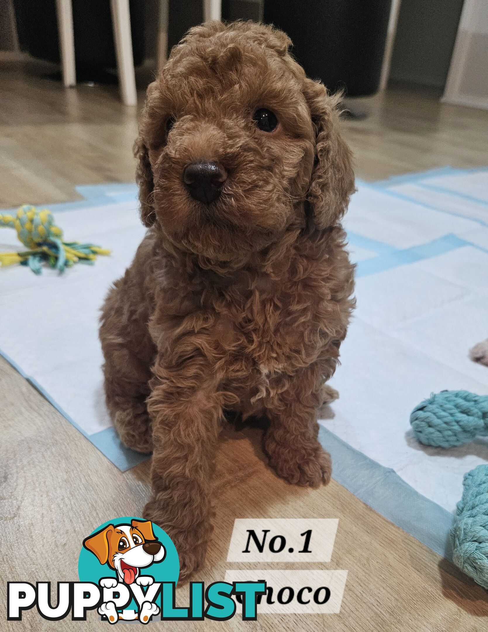 2nd Generation spoodle puppies 1girl, 2boys