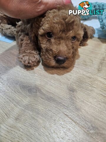 2nd Generation spoodle puppies 1girl, 2boys