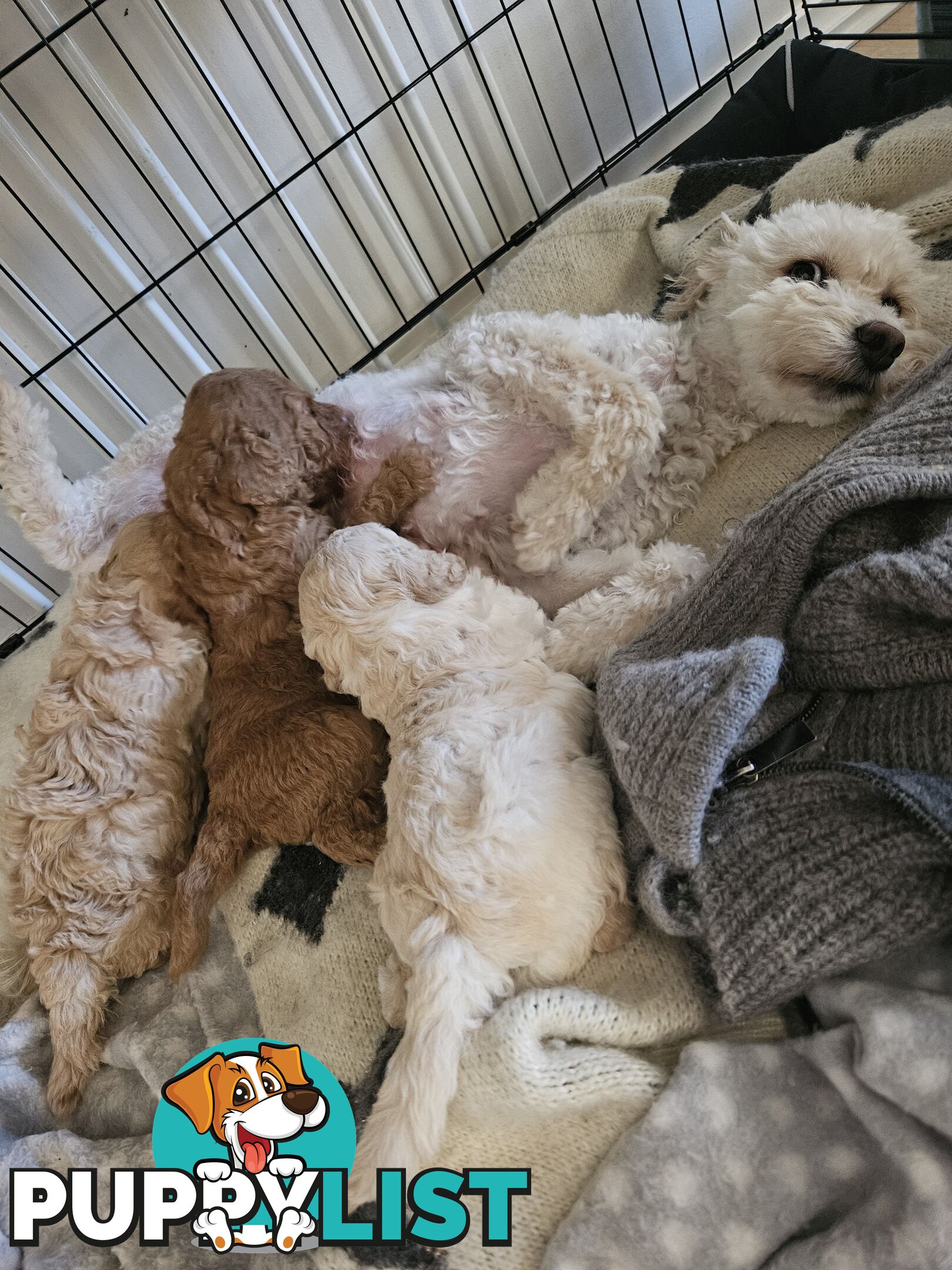 2nd Generation spoodle puppies 1girl, 2boys