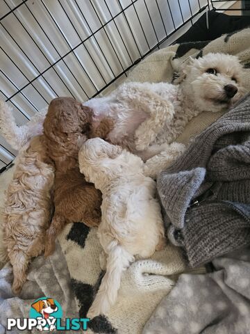 2nd Generation spoodle puppies 1girl, 2boys