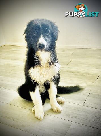 Aussie x Collie Pups for sale