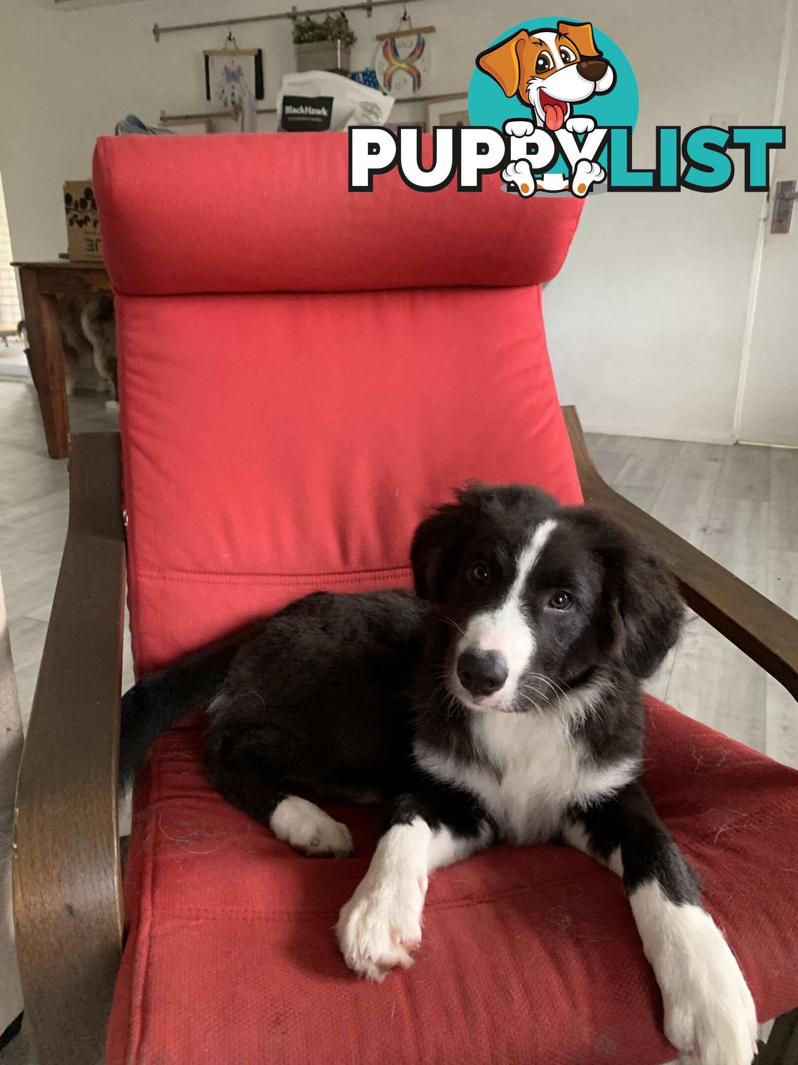 Aussie x Collie Pups for sale