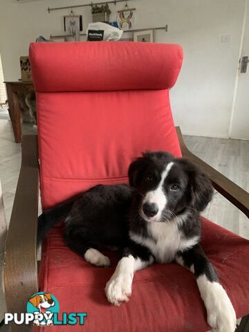 Aussie x Collie Pups for sale